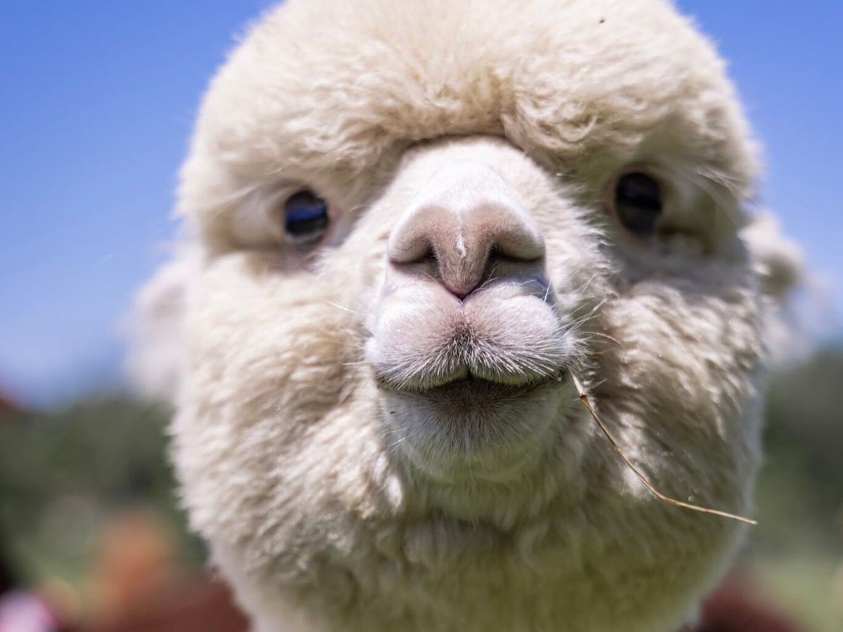 about.jpg Alpaca herd at Majestic Meadows