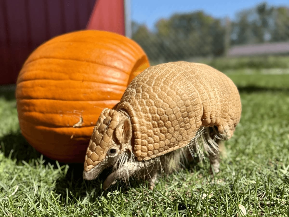 Armadillo at Majestic Meadows