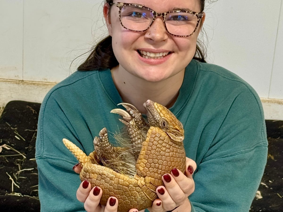 Armadillo at Majestic Meadows