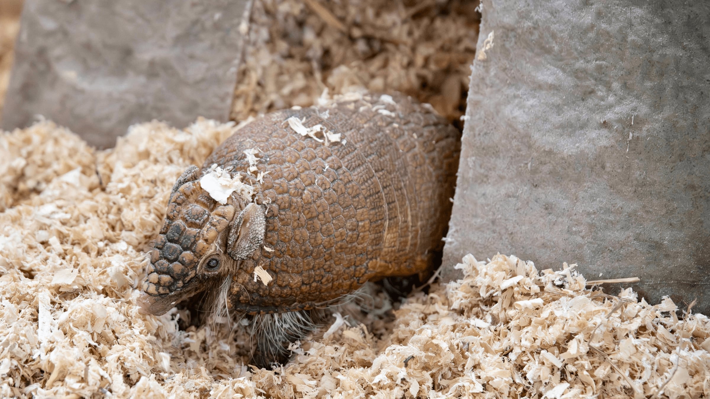 hero.jpg Three-banded armadillo at Majestic Meadows