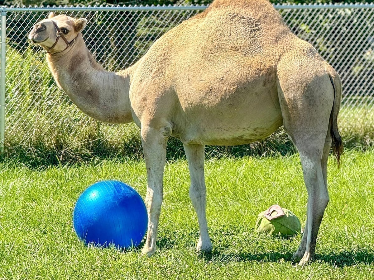 Camel at Majestic Meadows