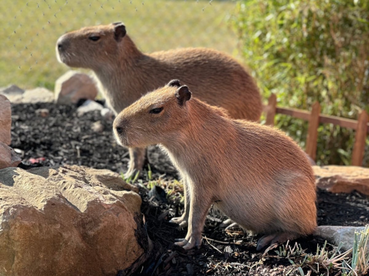 Capybara at Majestic Meadows