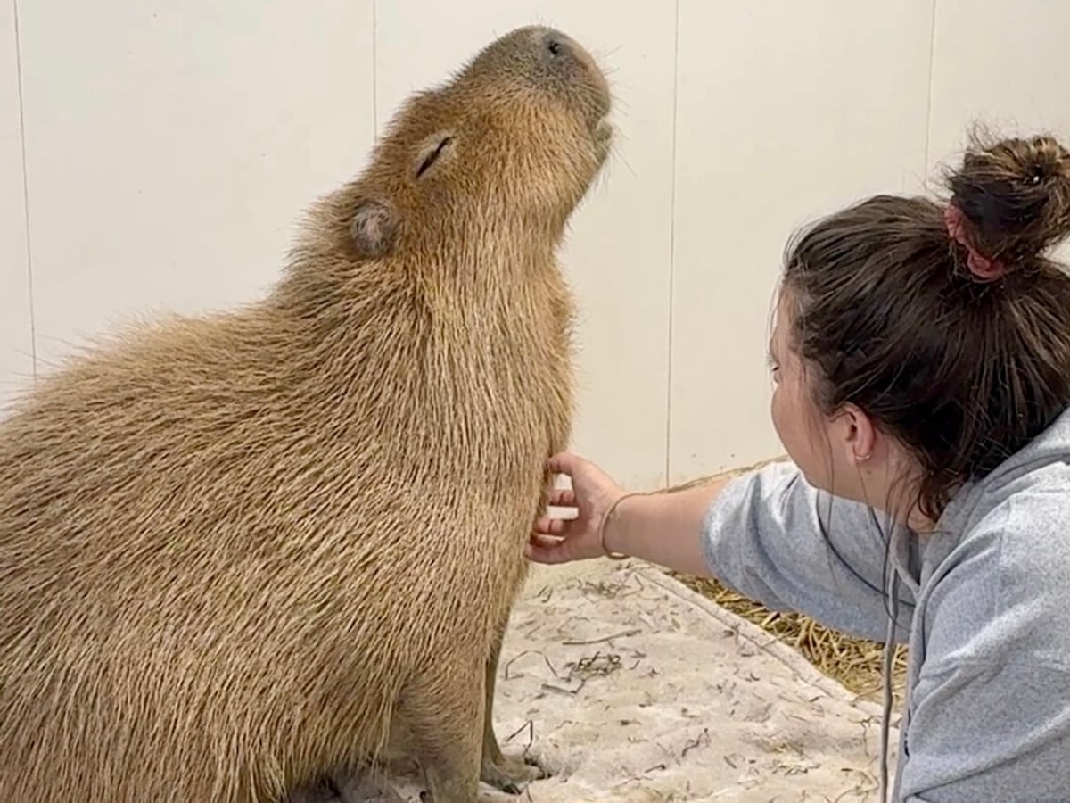 Capybara at Majestic Meadows