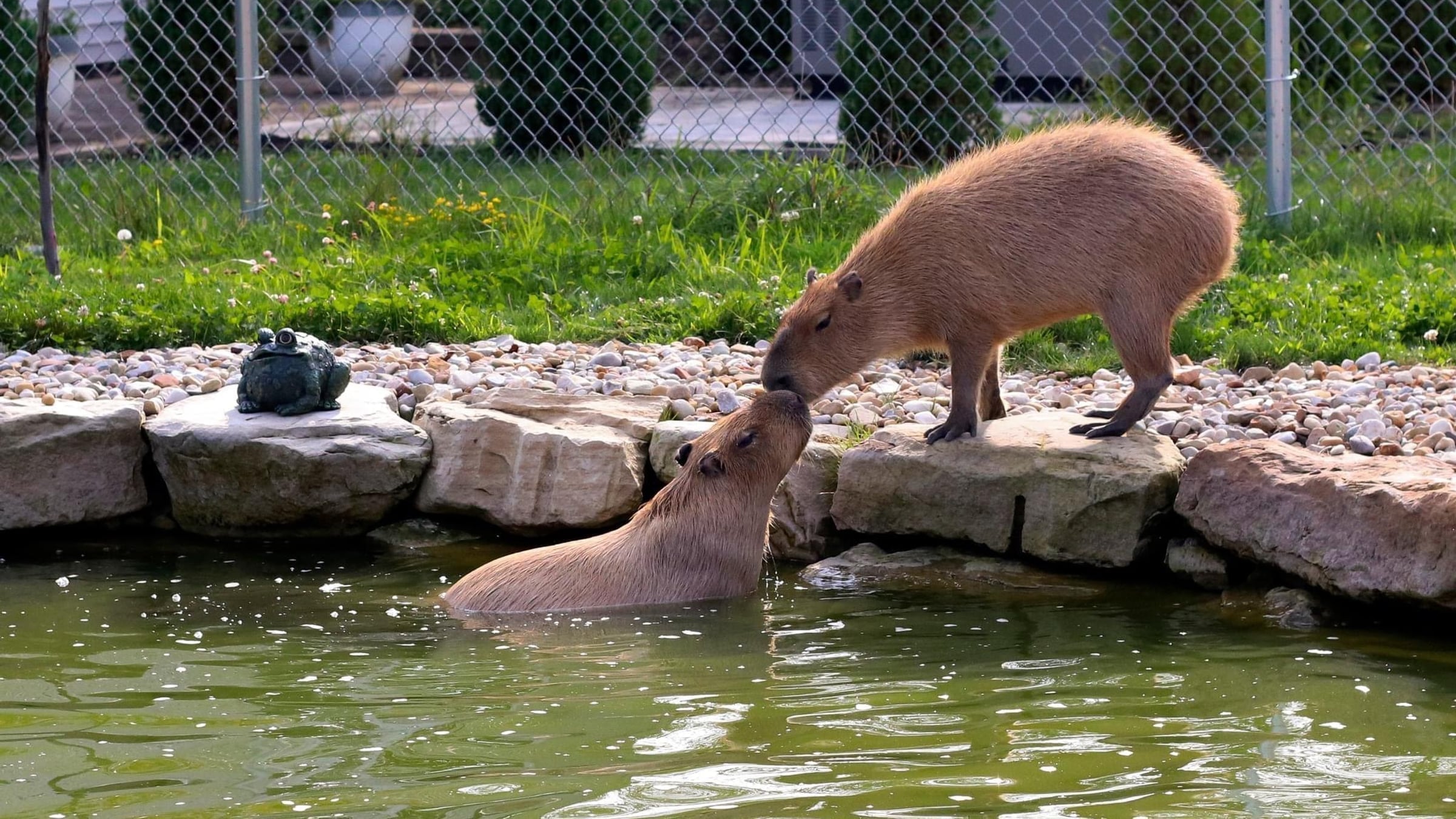 hero.jpg Capybara at Majestic Meadows