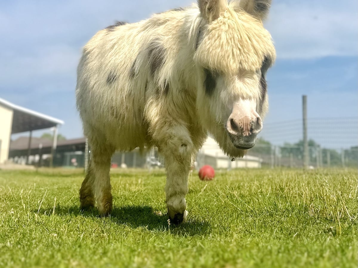 about.jpg Donkey at Majestic Meadows