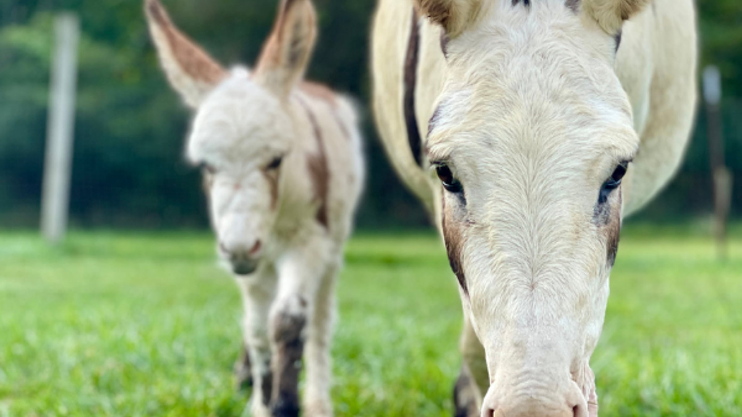 hero.jpg Miniature Mediterranean Donkey at Majestic Meadows