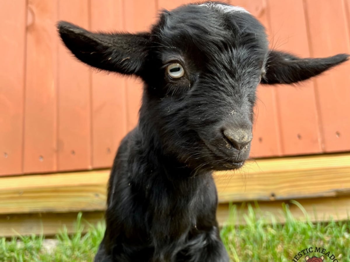 Goat at Majestic Meadows