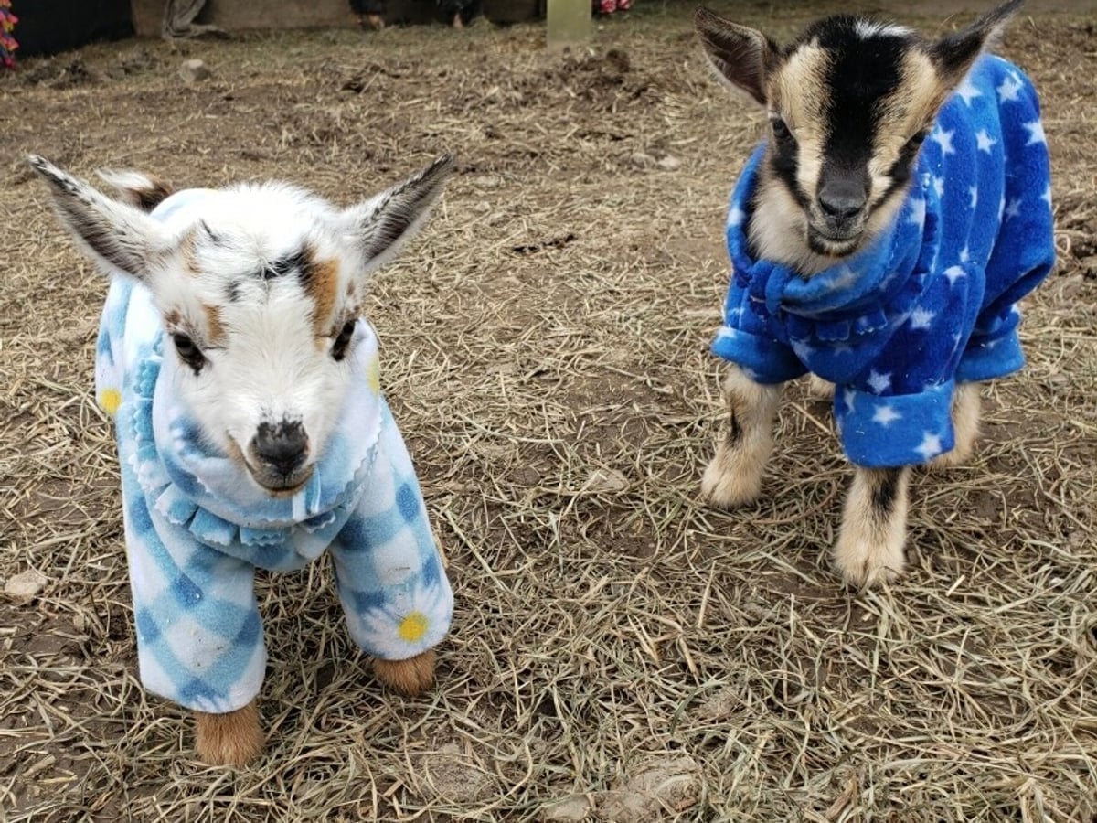 Goat at Majestic Meadows