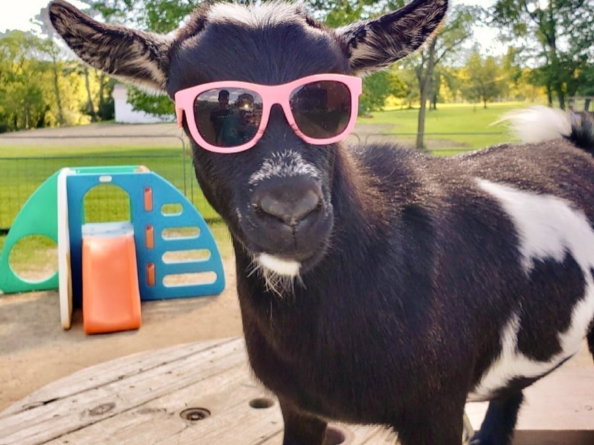 Goat at Majestic Meadows