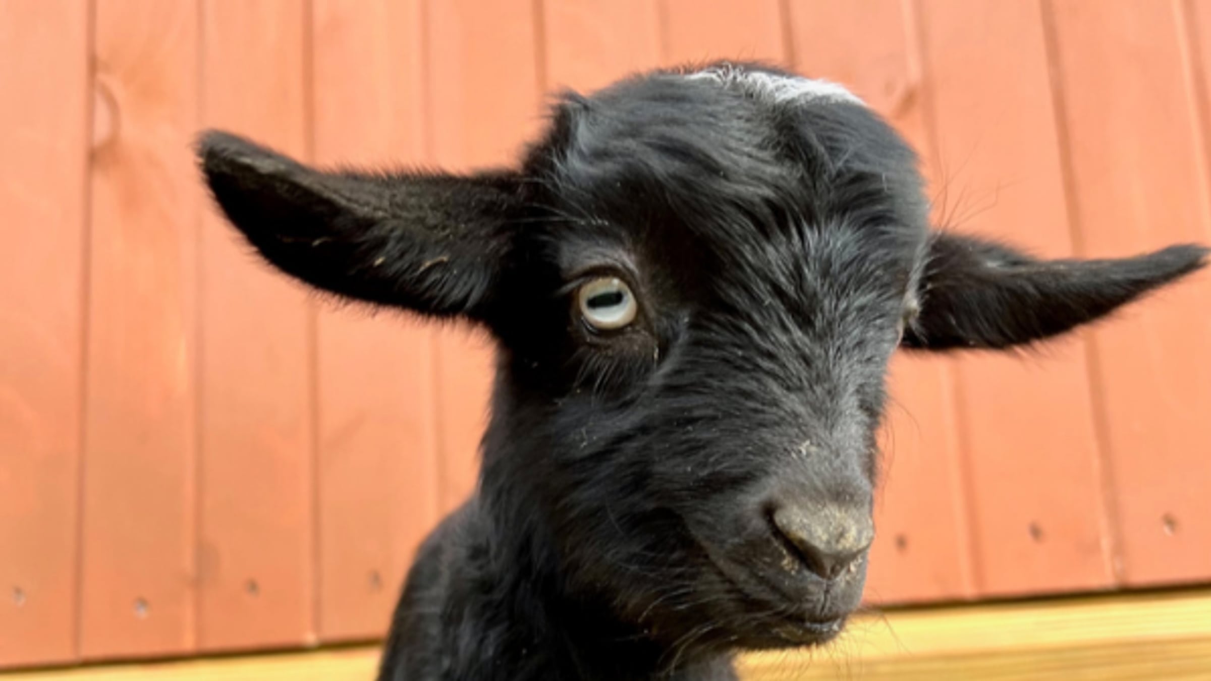 hero.jpg Nigerian Dwarf Goats at Majestic Meadows