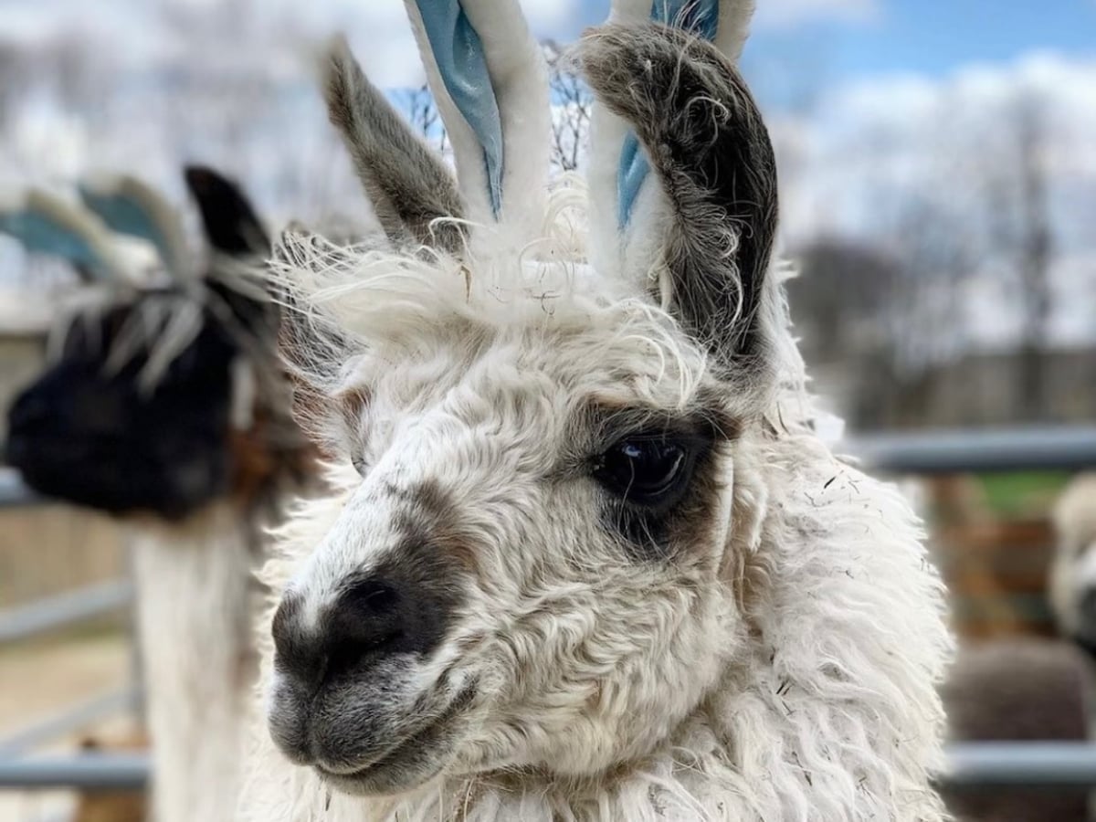 about.jpg Llama at Majestic Meadows