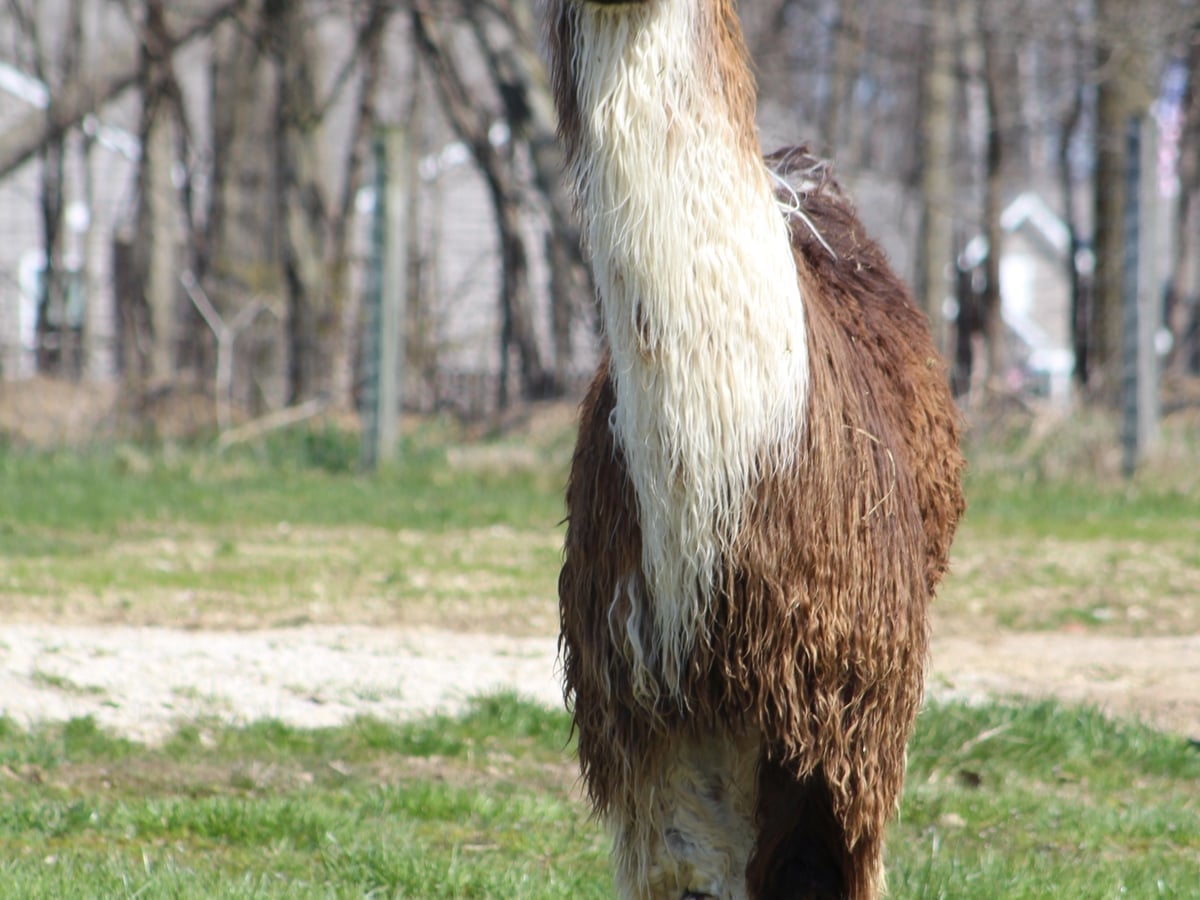 Llama at Majestic Meadows