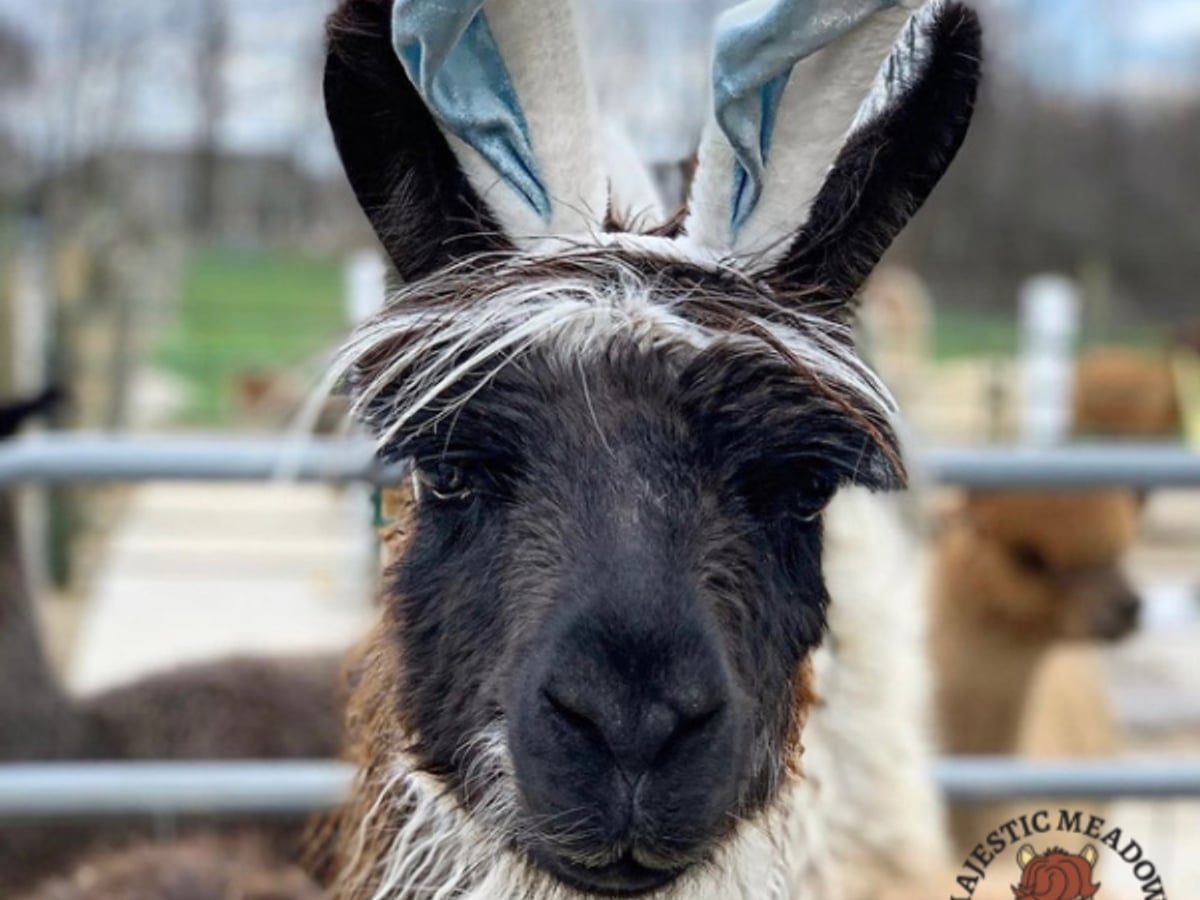 Llama at Majestic Meadows
