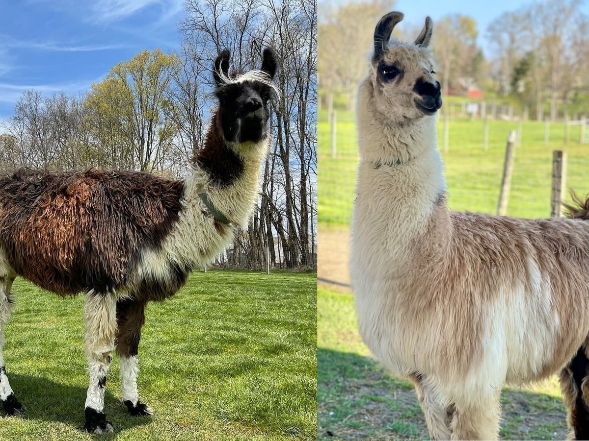 Llama at Majestic Meadows