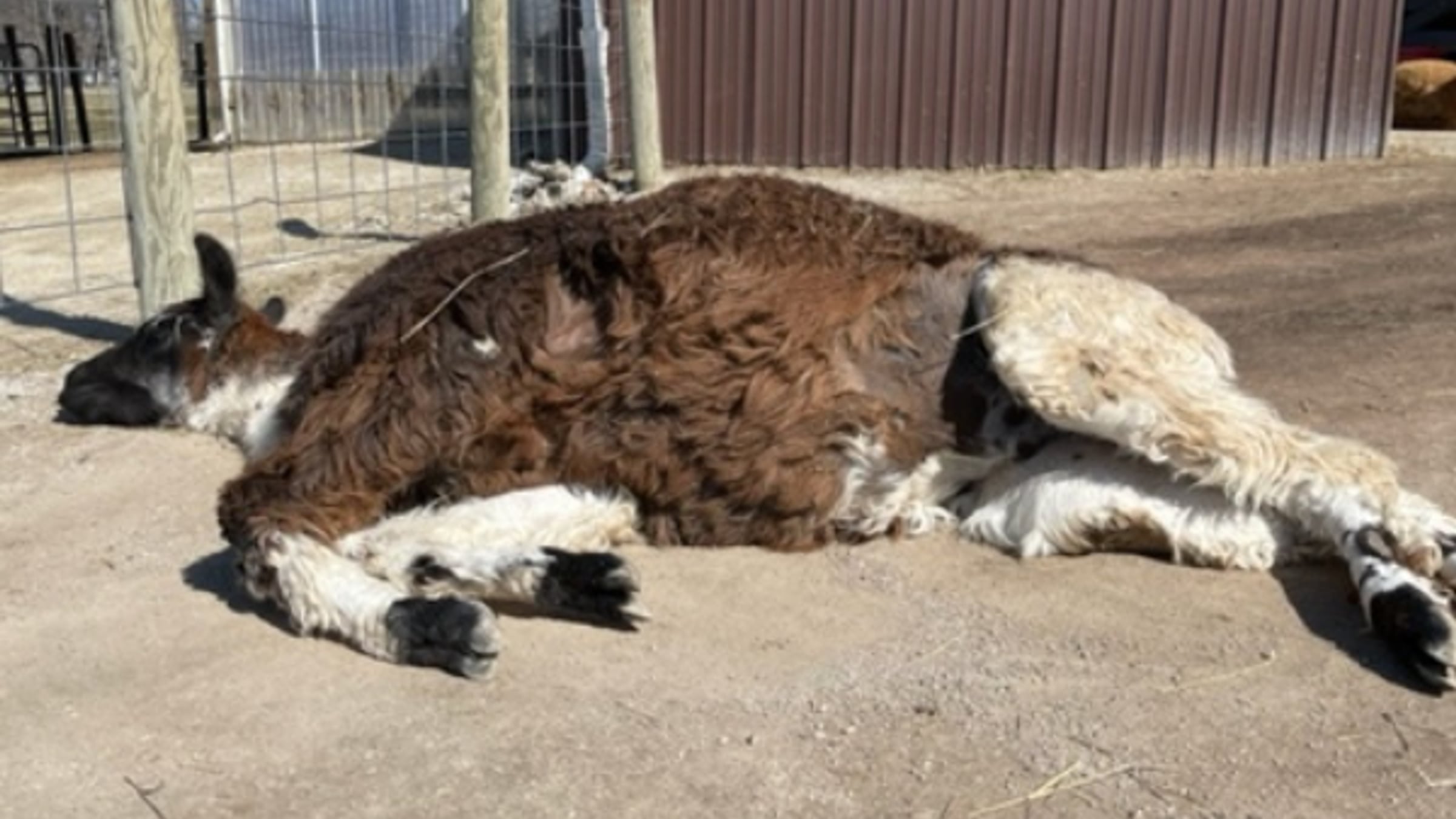 Llamas at Majestic Meadows Alpacas