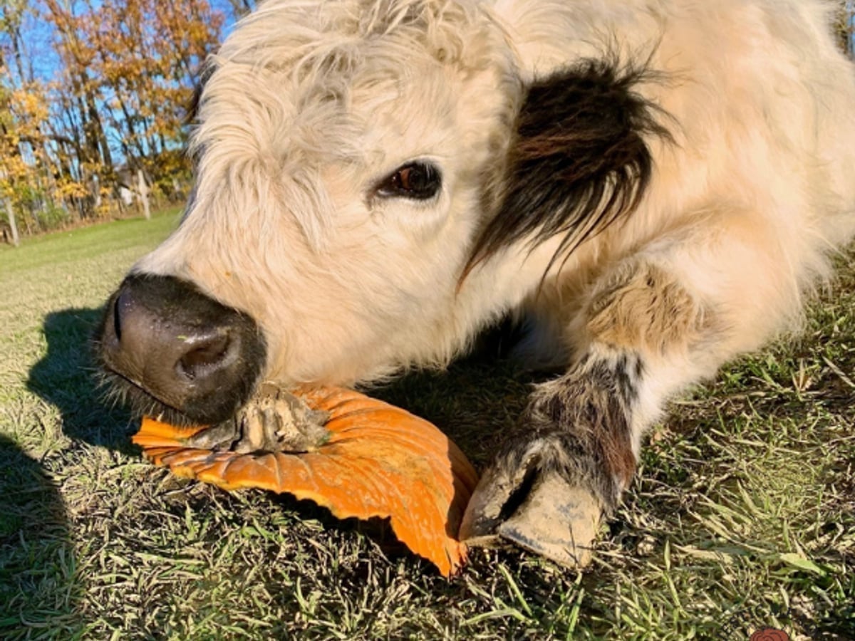 Mini cow at Majestic Meadows
