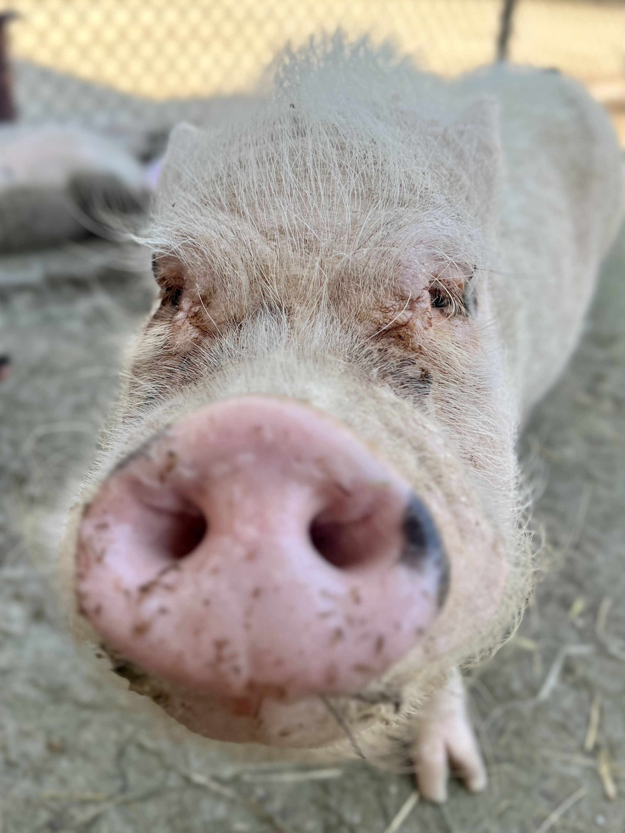 Pig at Majestic Meadows