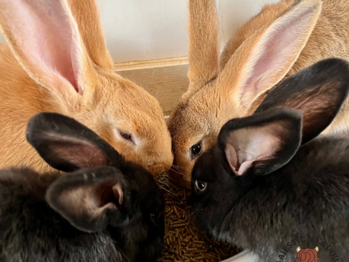 Rabbit at Majestic Meadows