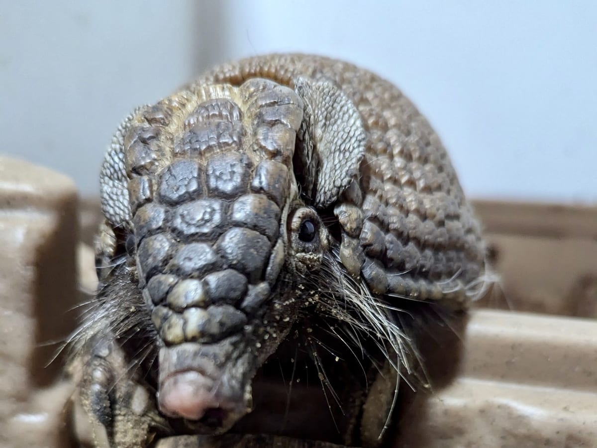 Closeup of a screaming hairy armadillo showing the coarse hair growing through its shell at Majestic Meadows Alpacas Medina Ohio
