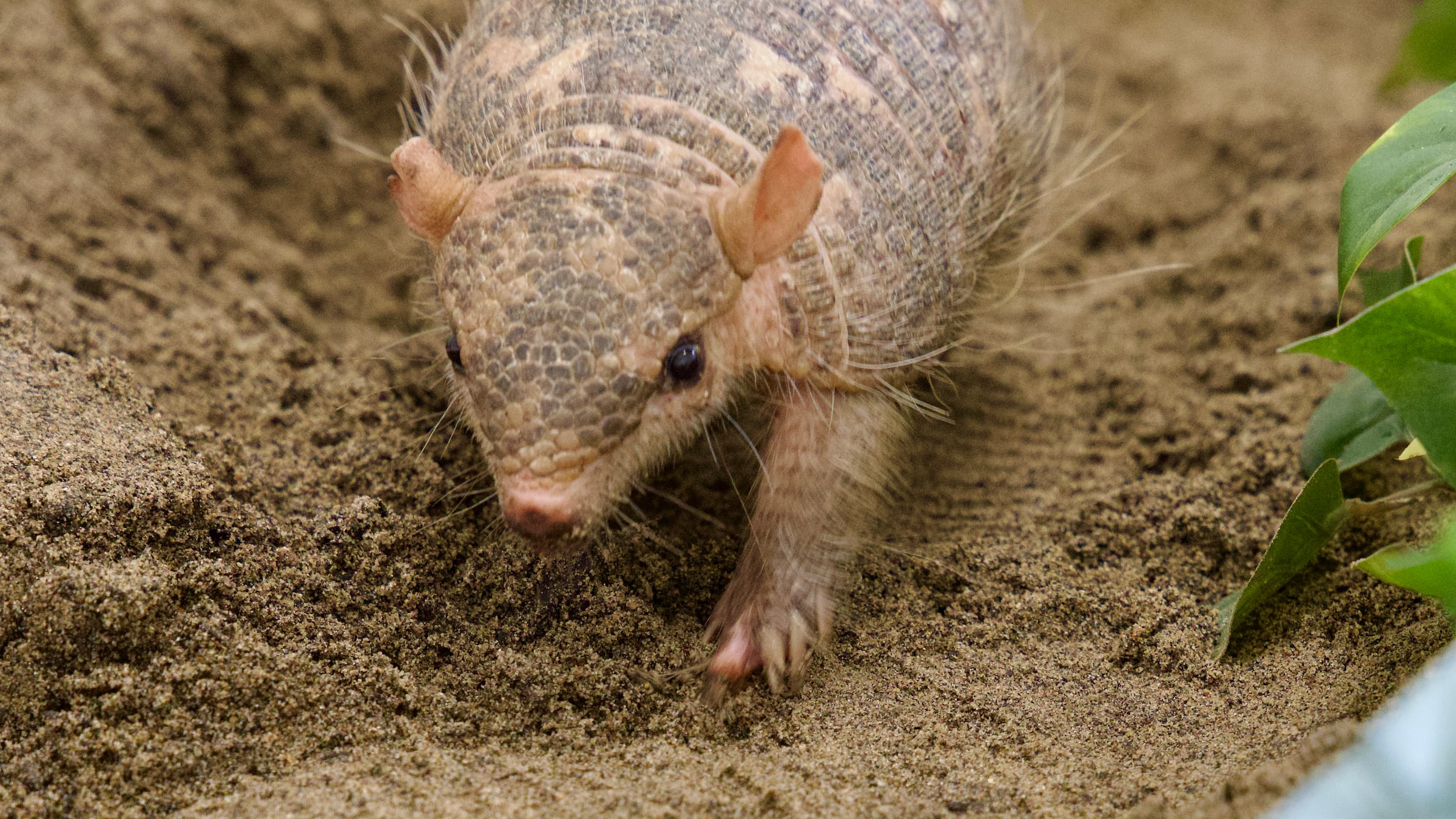 Screaming Hairy Armadillos at Majestic Meadows Alpacas
