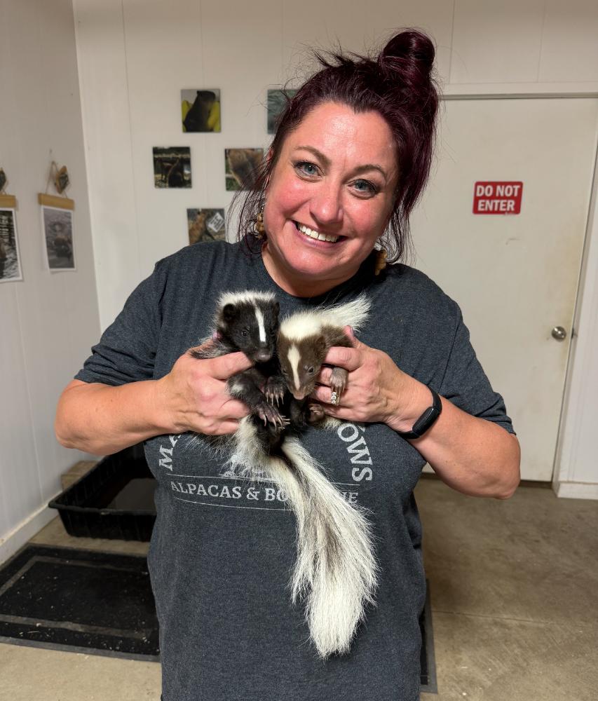 Skunk at Majestic Meadows