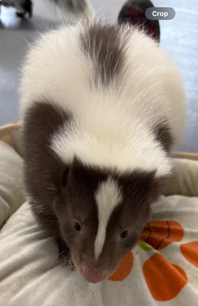 Skunk at Majestic Meadows