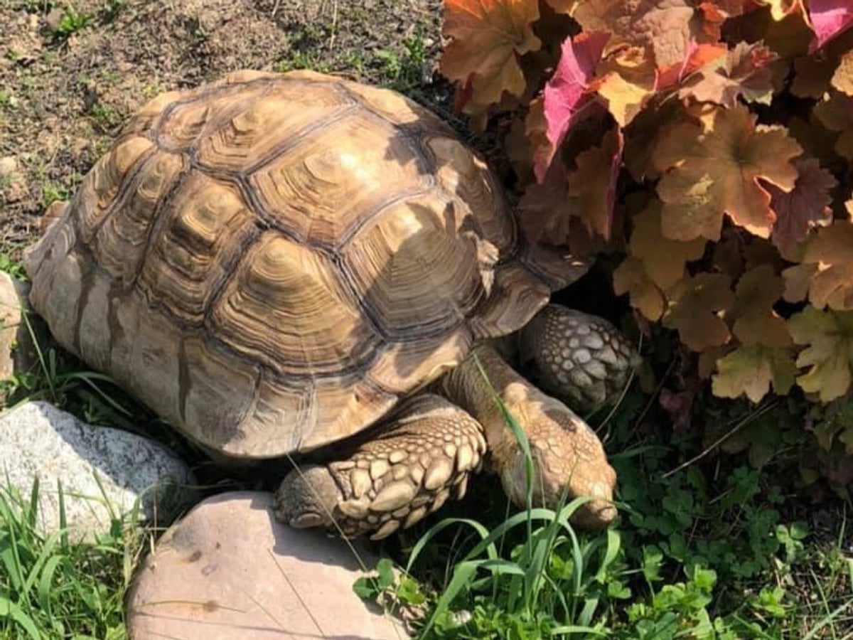 Tortoise at Majestic Meadows