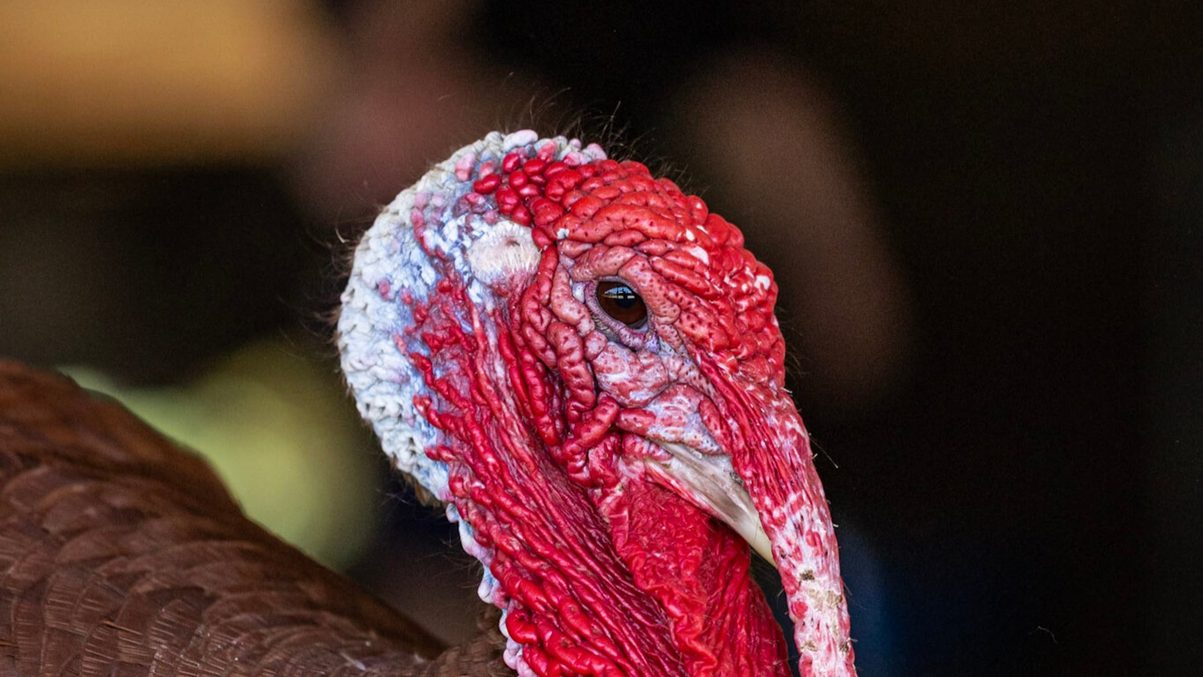 Turkeys at Majestic Meadows Alpacas