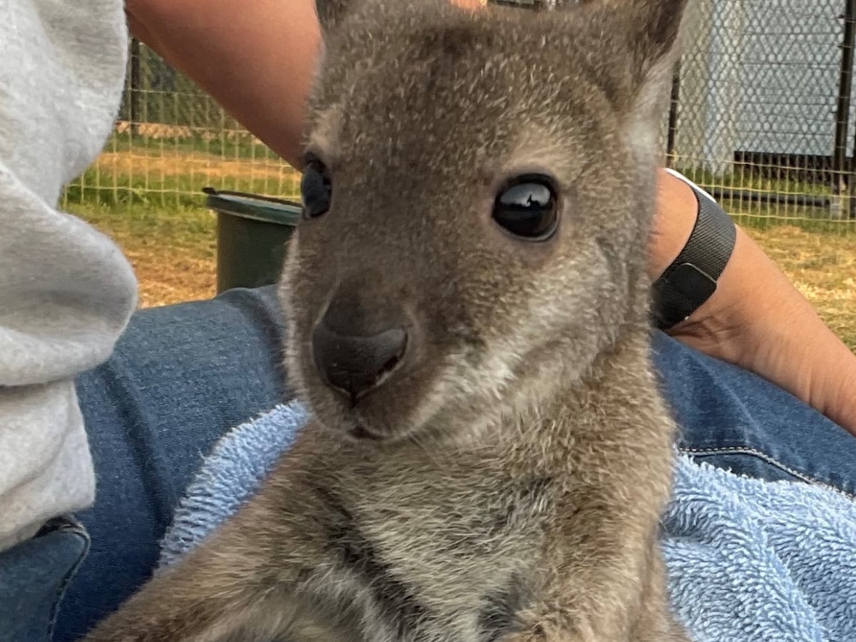 about.jpg Wallaby