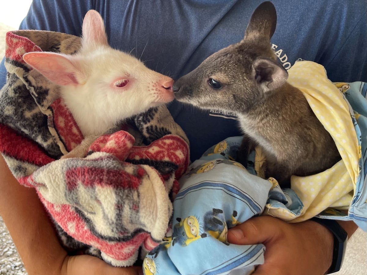Wallaby at Majestic Meadows