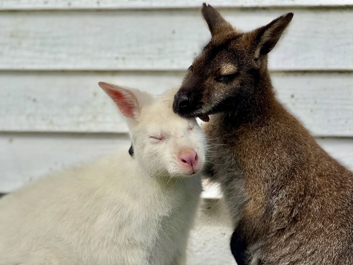 Wallaby at Majestic Meadows