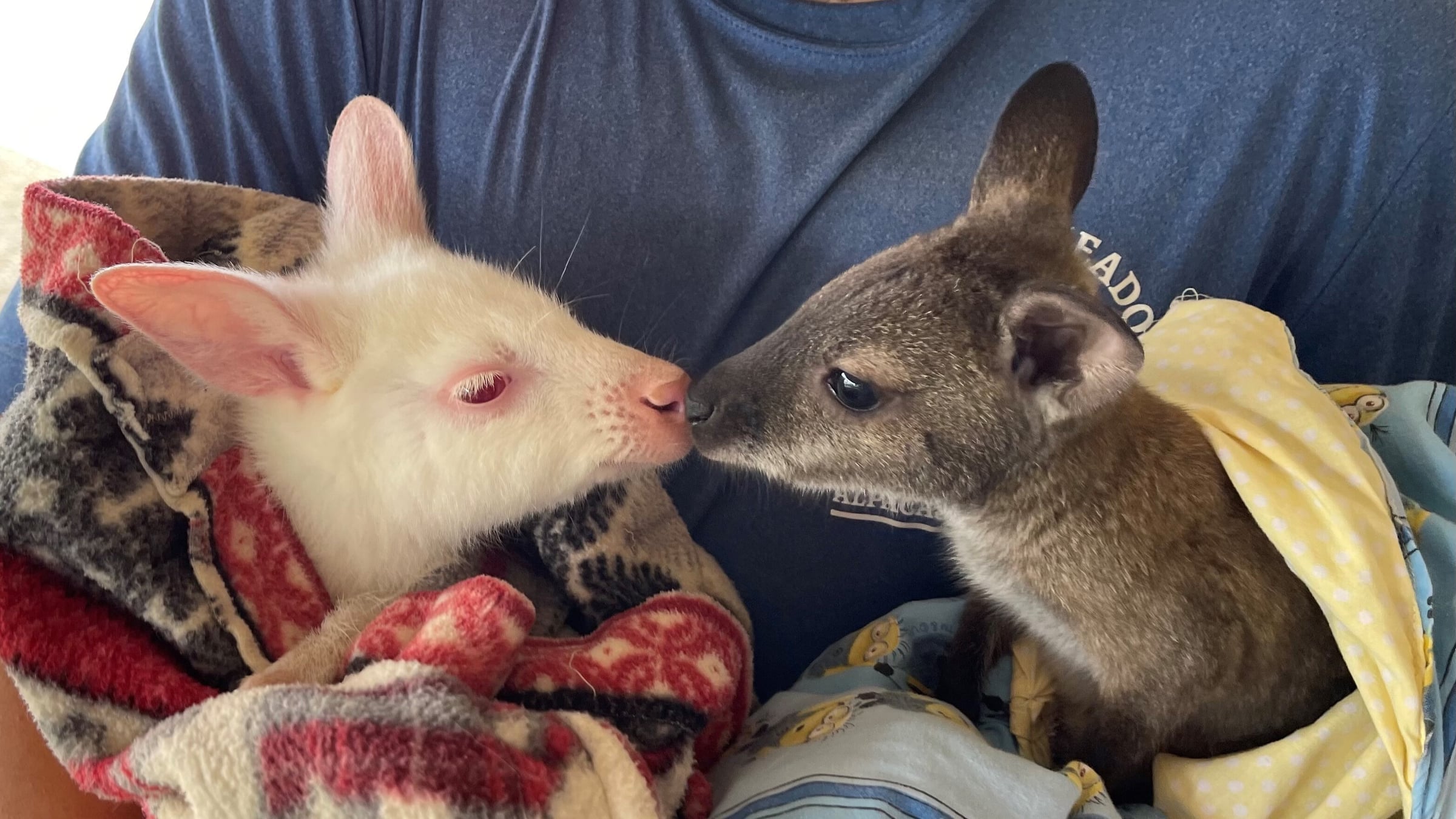 Wallabies at Majestic Meadows Alpacas