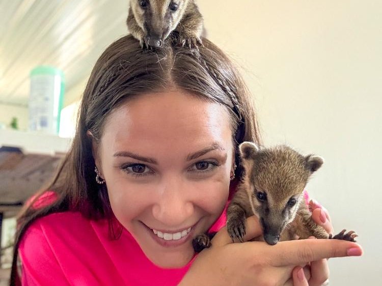 Guest holding baby coatimundi during Ambassador Animals Experience at Majestic Meadows Alpacas Medina Ohio