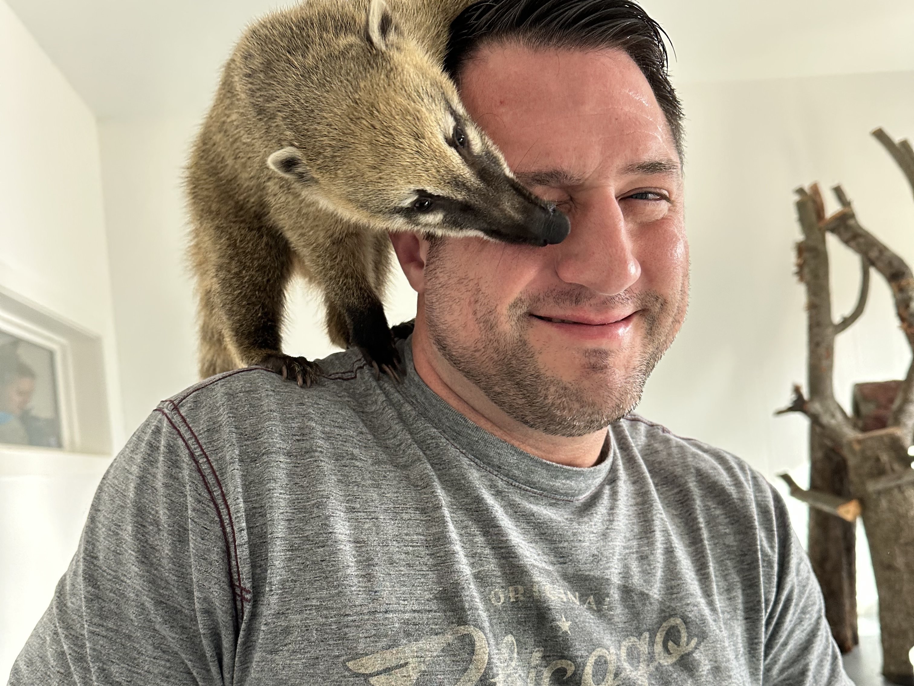 South American coatimundi climbing on guest during semi-private animal encounter at Majestic Meadows Alpacas