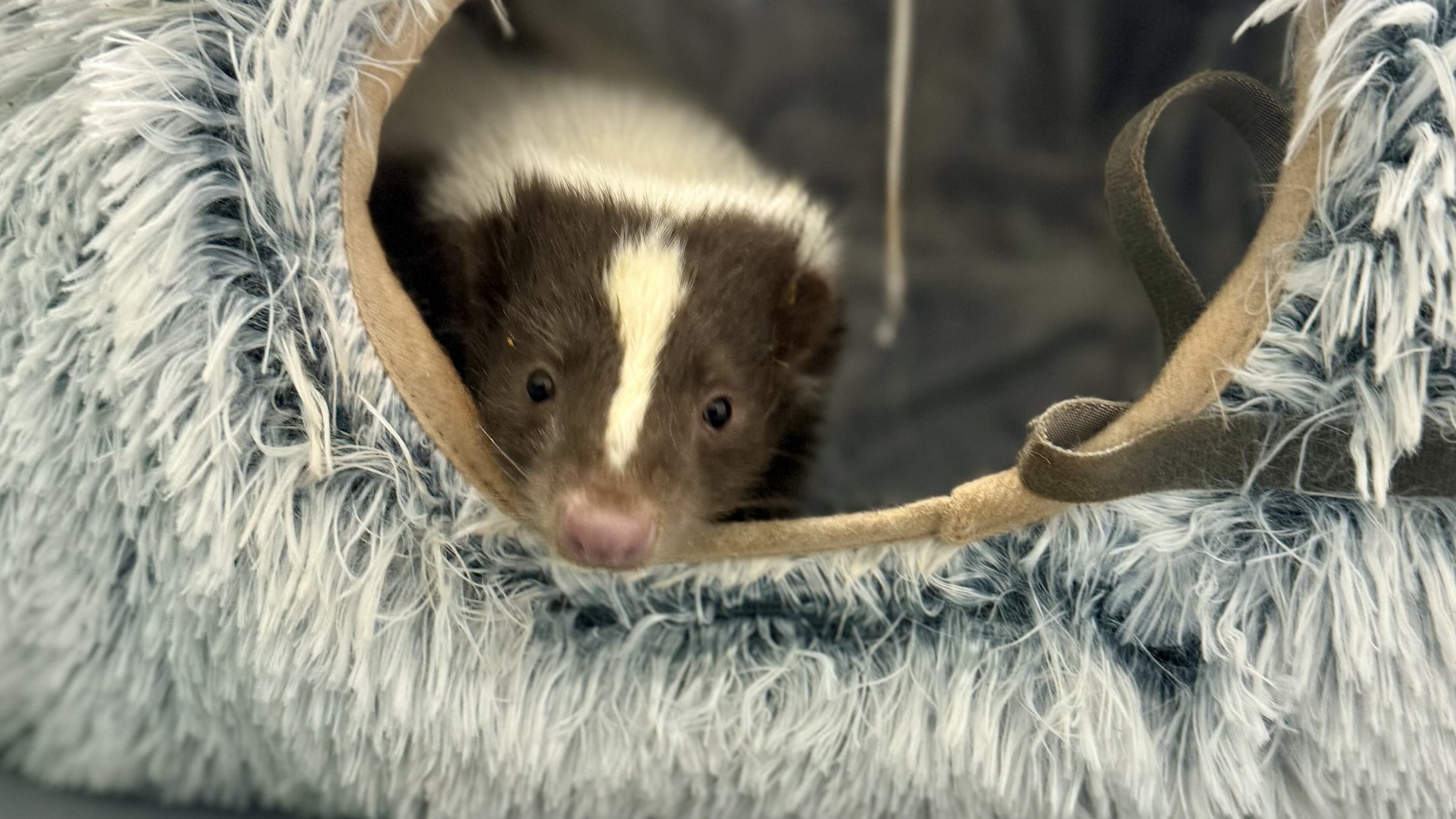 Striped skunk up close during Ambassador Animals Experience at Majestic Meadows Alpacas Medina Ohio