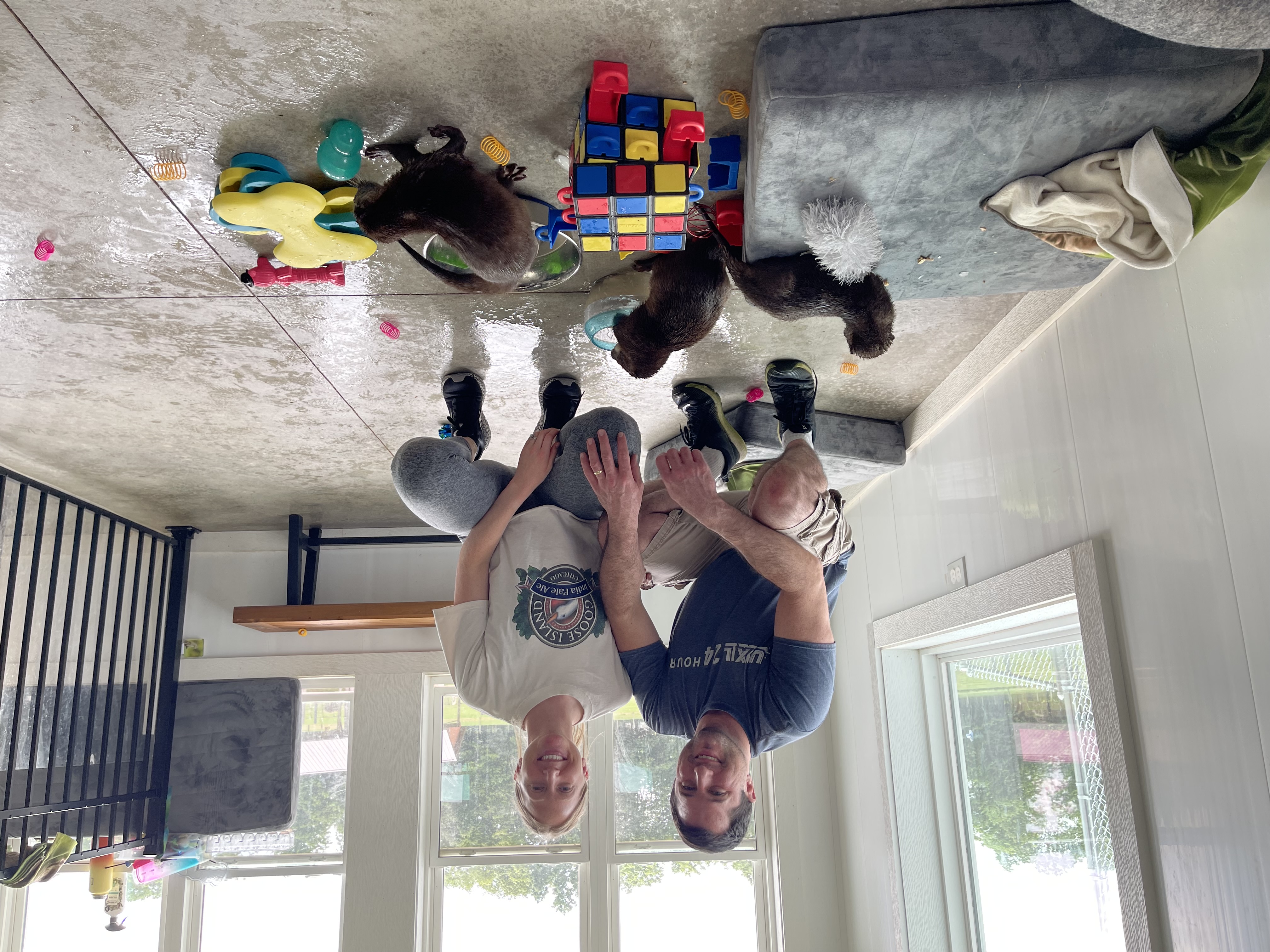 Otters playing together