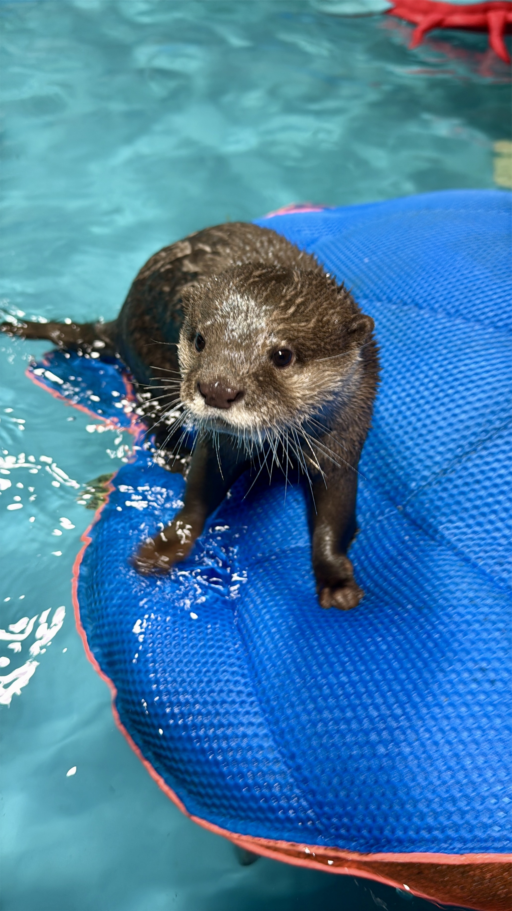 Otter eating during encounter