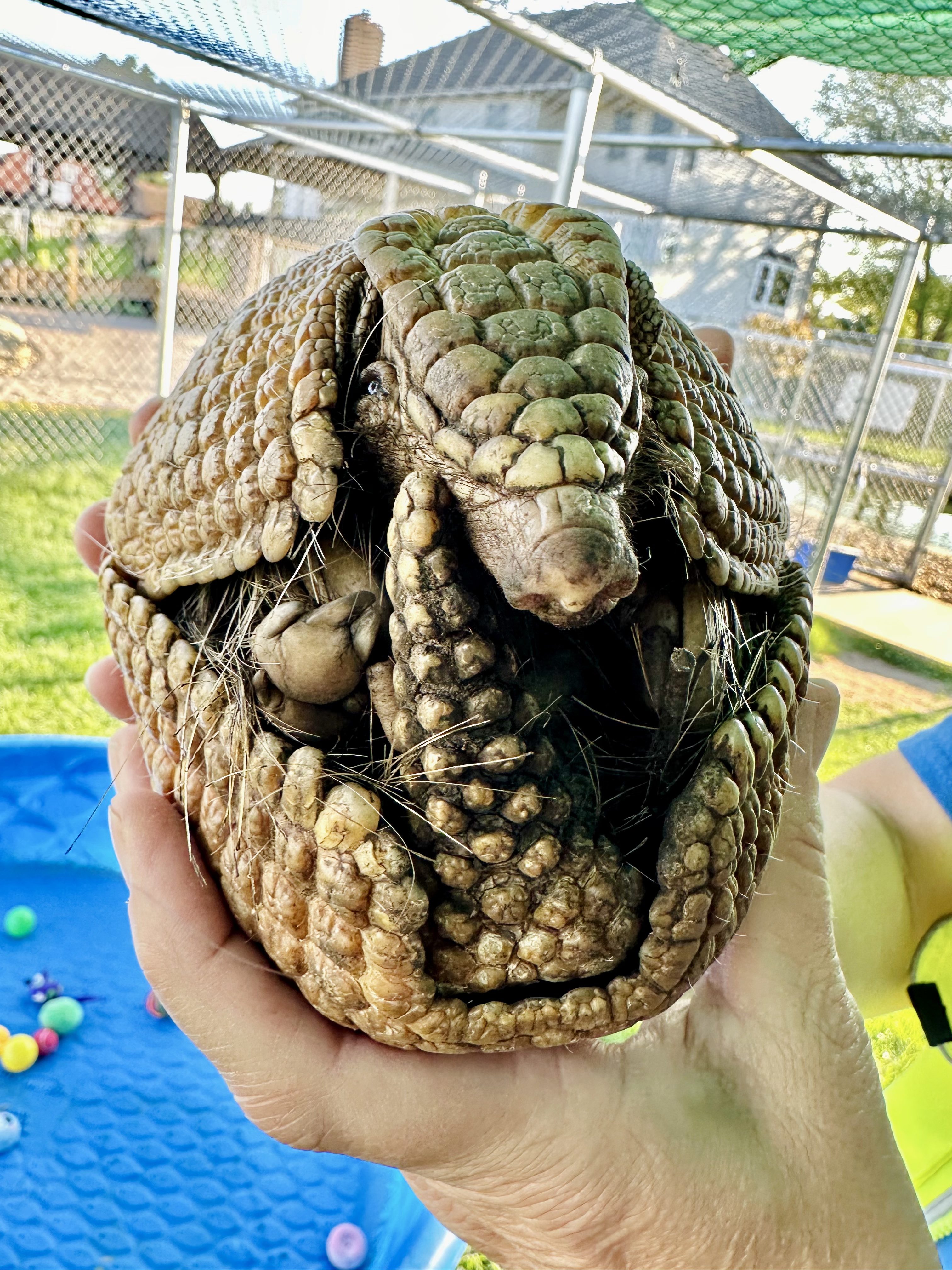 Visitors meeting otters