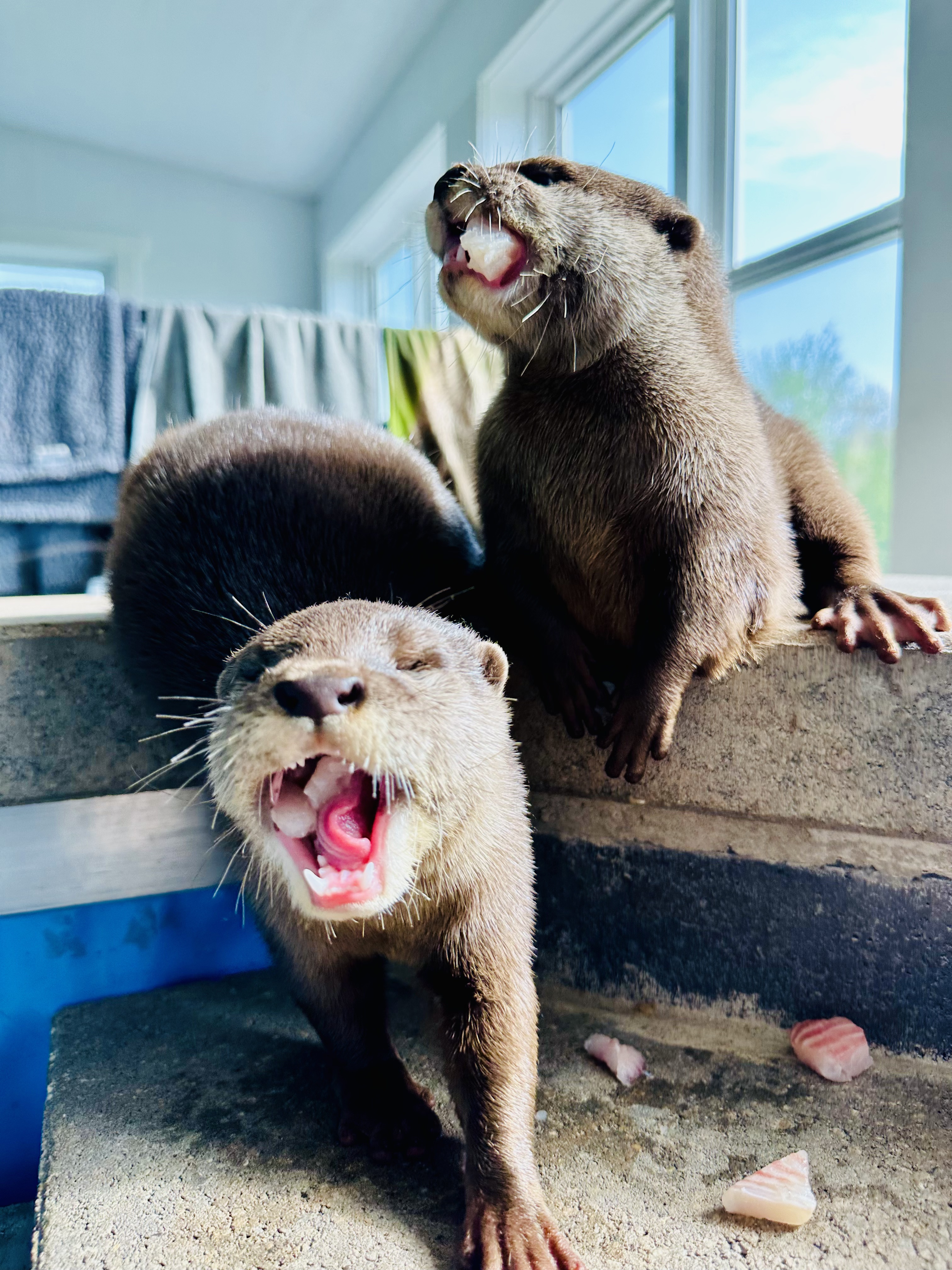 Otter encounter experience